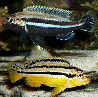 MELANOCHROMIS AURATUS